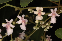 Vitex leucoxylon